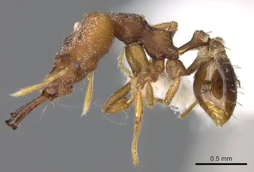 Strumigenys chyzeri specimen CASENT0914788 image casent0914788_3