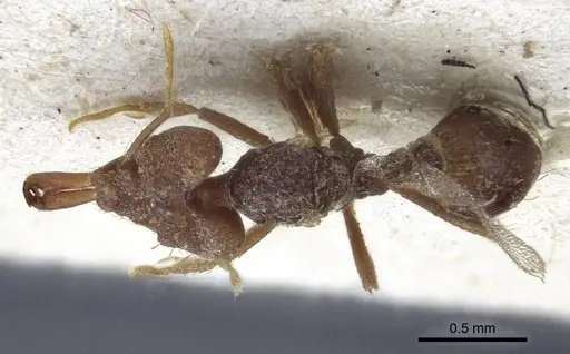 Strumigenys chyzeri specimen CASENT0916678 image casent0916678_1