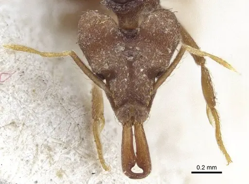 Strumigenys chyzeri specimen CASENT0916678 image casent0916678_2