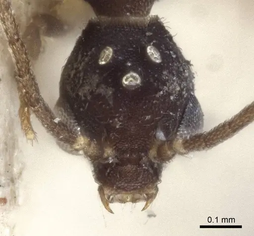 Strumigenys chyzeri specimen CASENT0916679 image casent0916679_2