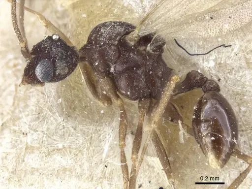 Strumigenys chyzeri specimen CASENT0916679 image casent0916679_3