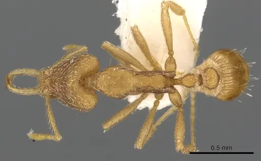Strumigenys cingatrix specimen CASENT0900906 image casent0900906_1