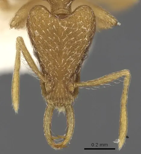 Strumigenys cingatrix specimen CASENT0900906 image casent0900906_2