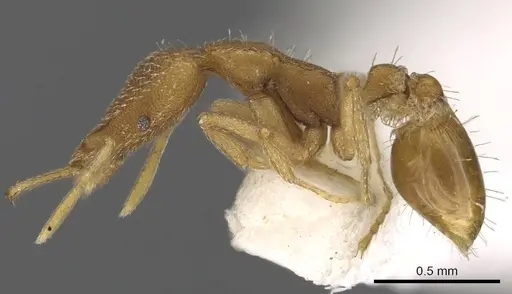 Strumigenys cingatrix specimen CASENT0900906 image casent0900906_3
