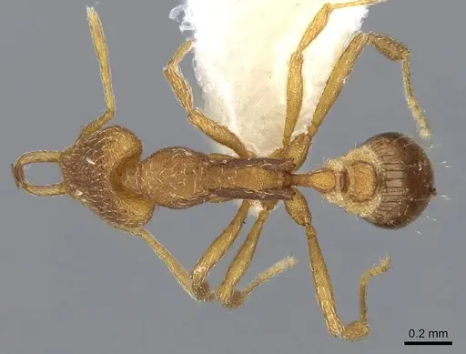 Strumigenys cingatrix specimen CASENT0914787 image casent0914787_1