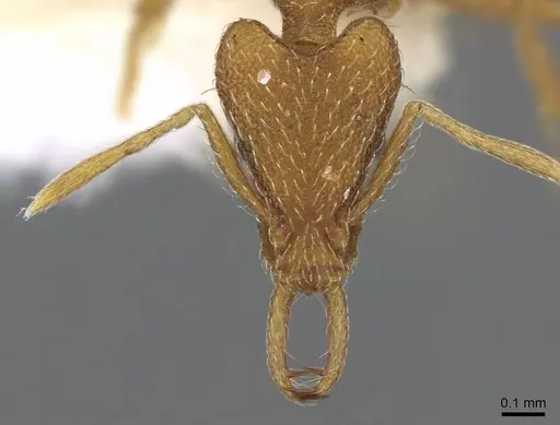 Strumigenys cingatrix specimen CASENT0914787 image casent0914787_2