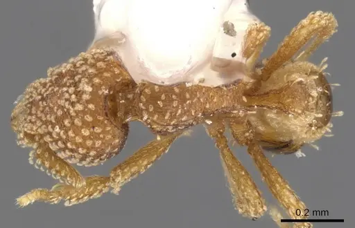 Strumigenys circothrix specimen CASENT0900151 image casent0900151_1