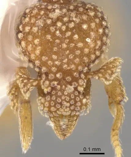 Strumigenys circothrix specimen CASENT0900151 image casent0900151_2