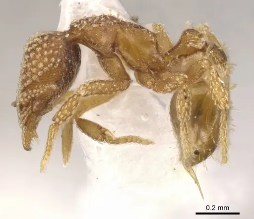 Strumigenys circothrix specimen CASENT0900151 image casent0900151_3