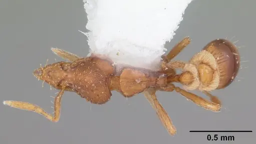 Strumigenys cloydi specimen CASENT0104334 image casent0104334_1