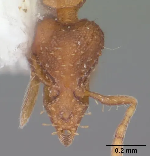 Strumigenys cloydi specimen CASENT0104334 image casent0104334_2