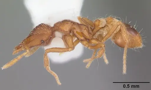 Strumigenys cloydi specimen CASENT0104334 image casent0104334_3