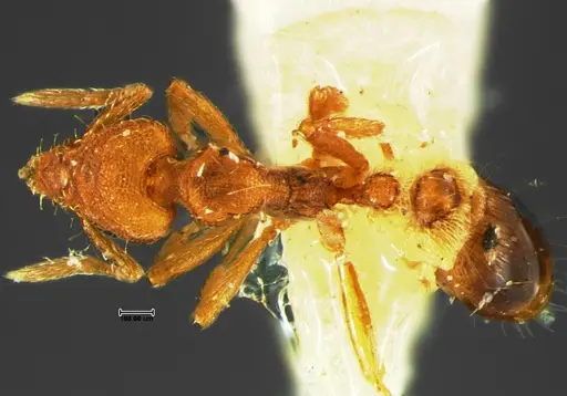 Strumigenys cloydi specimen CASENT0105659 image casent0105659_1