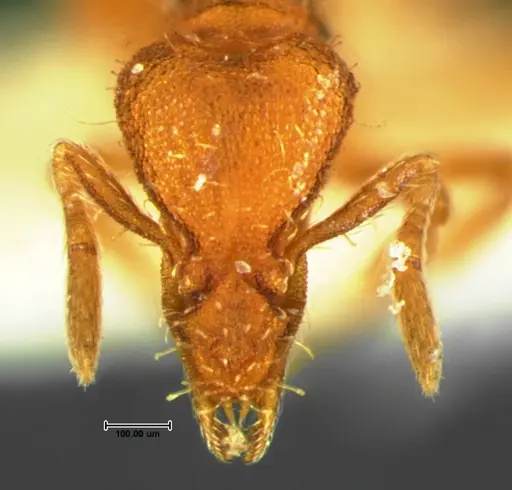 Strumigenys cloydi specimen CASENT0105659 image casent0105659_2