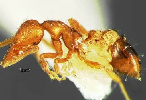 Strumigenys cloydi specimen CASENT0105659 image casent0105659_3