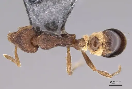 Strumigenys cloydi specimen CASENT0747001 image casent0747001_1