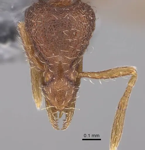 Strumigenys cloydi specimen CASENT0747001 image casent0747001_2