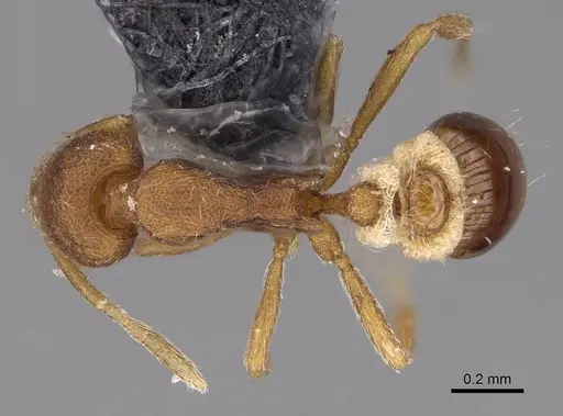 Strumigenys cloydi specimen CASENT0747017 image casent0747017_1