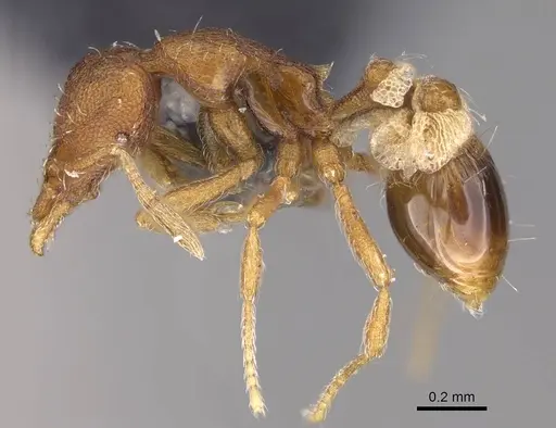 Strumigenys cloydi specimen CASENT0747017 image casent0747017_3