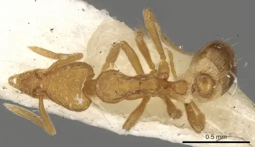Strumigenys cloydi specimen CASENT0900173 image casent0900173_1