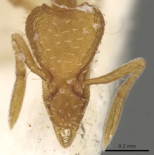 Strumigenys cloydi specimen CASENT0900173 image casent0900173_2