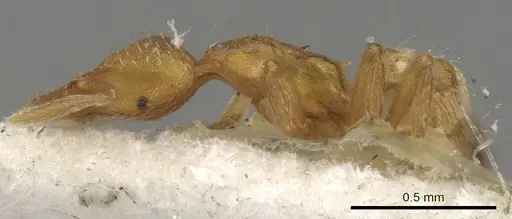 Strumigenys cloydi specimen CASENT0900173 image casent0900173_3