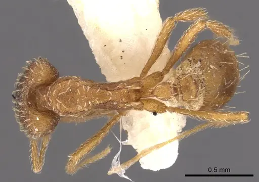 Strumigenys cochlearis specimen CASENT0900921 image casent0900921_1