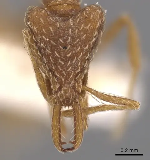 Strumigenys cochlearis specimen CASENT0900921 image casent0900921_2