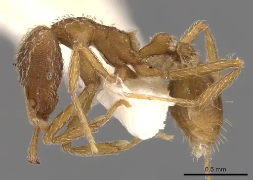 Strumigenys cochlearis specimen CASENT0900921 image casent0900921_3