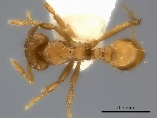 Strumigenys concolor specimen CASENT0217193 image casent0217193_1