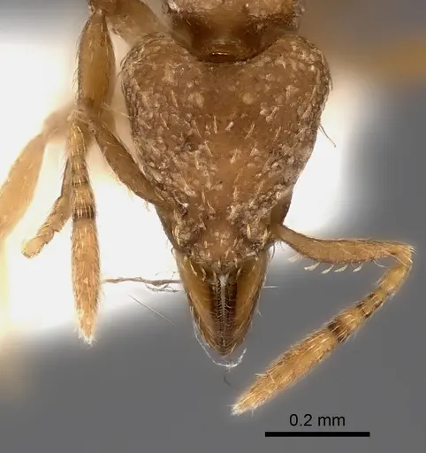 Strumigenys concolor specimen CASENT0217193 image casent0217193_2