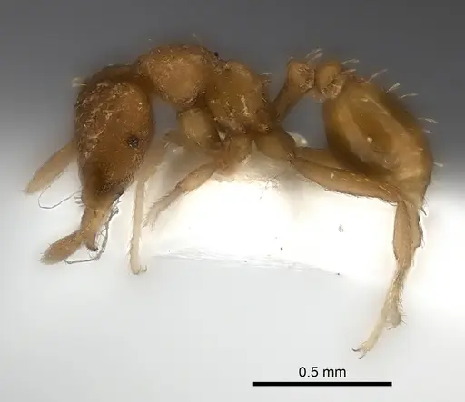 Strumigenys concolor specimen CASENT0217193 image casent0217193_3