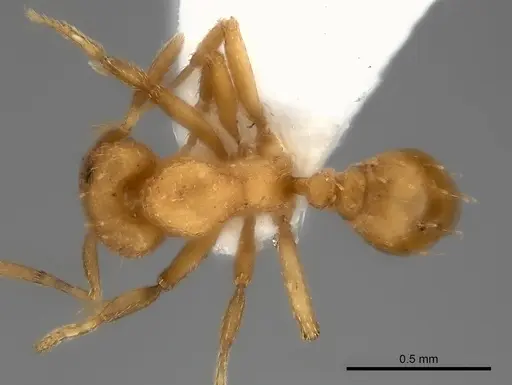 Strumigenys concolor specimen CASENT0217919 image casent0217919_1