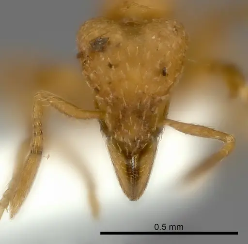 Strumigenys concolor specimen CASENT0217919 image casent0217919_2