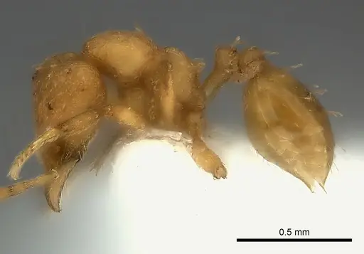 Strumigenys concolor specimen CASENT0217919 image casent0217919_3