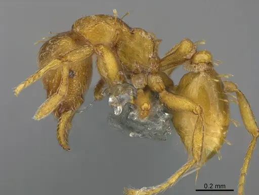 Strumigenys concolor specimen CASENT0358443 image casent0358443_1
