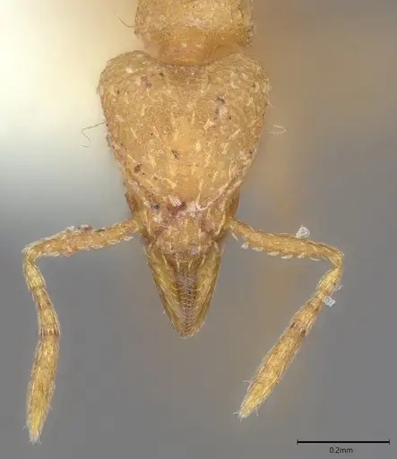 Strumigenys concolor specimen CASENT0763579 image casent0763579_1