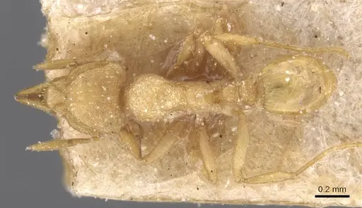 Strumigenys concolor specimen CASENT0912833 image casent0912833_1