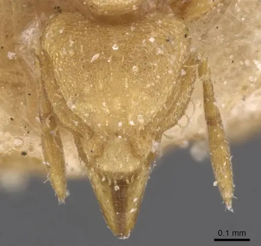 Strumigenys concolor specimen CASENT0912833 image casent0912833_2