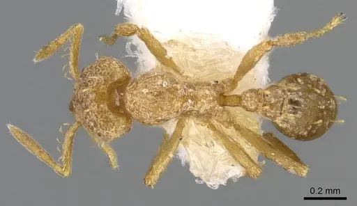 Strumigenys concolor specimen CASENT0914706 image casent0914706_1