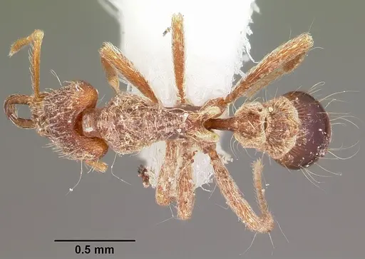 Strumigenys confusatrix specimen CASENT0102638 image casent0102638_1