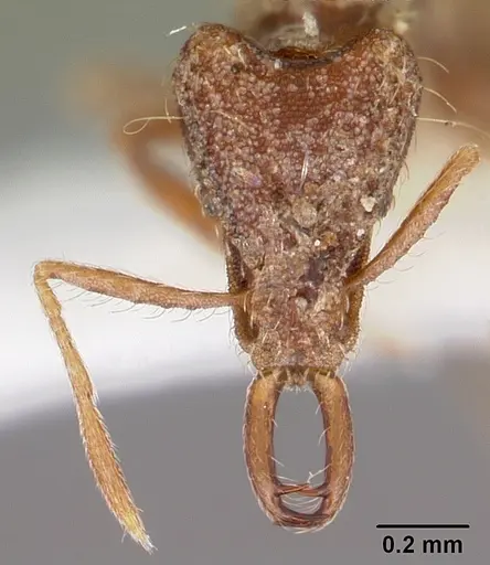 Strumigenys confusatrix specimen CASENT0102638 image casent0102638_2