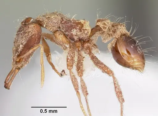 Strumigenys confusatrix specimen CASENT0102638 image casent0102638_3
