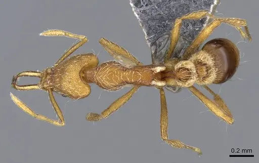 Strumigenys confusatrix specimen CASENT0734231 image casent0734231_1