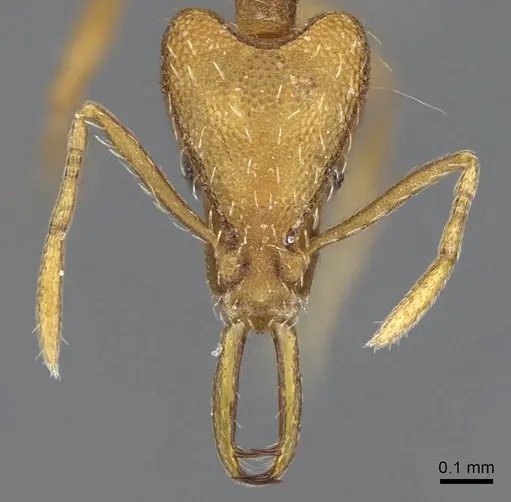 Strumigenys confusatrix specimen CASENT0734231 image casent0734231_2