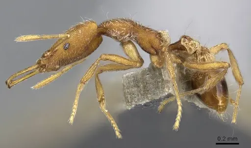 Strumigenys confusatrix specimen CASENT0734231 image casent0734231_3