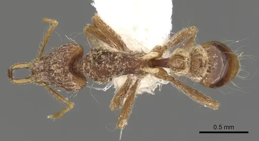 Strumigenys confusatrix specimen CASENT0900804 image casent0900804_1