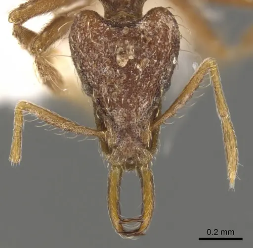 Strumigenys confusatrix specimen CASENT0900804 image casent0900804_2