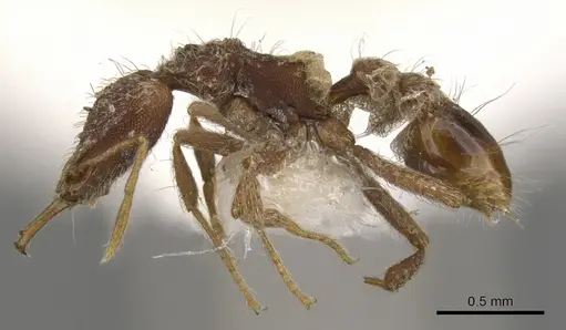 Strumigenys confusatrix specimen CASENT0900804 image casent0900804_3