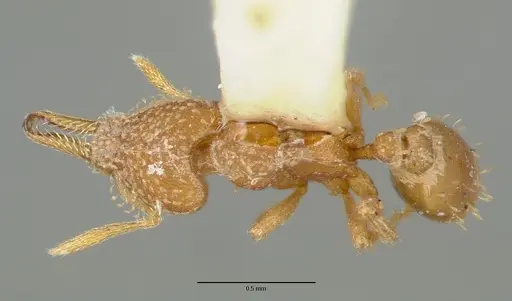 Strumigenys connectens specimen CASTYPE06884 image castype06884_1